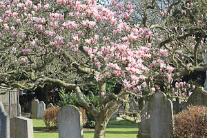 blossom tree