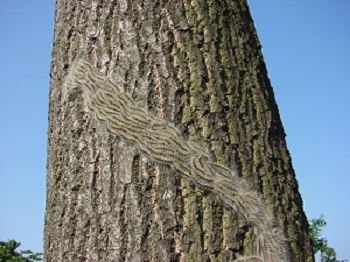 Procession on trunk - Henry Kuppen 