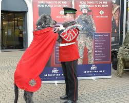 irish guards dog