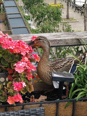 A bird sitting on top of a wooden fence  Description automatically generated