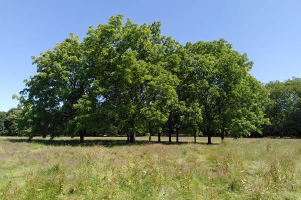 Black Walnut trees