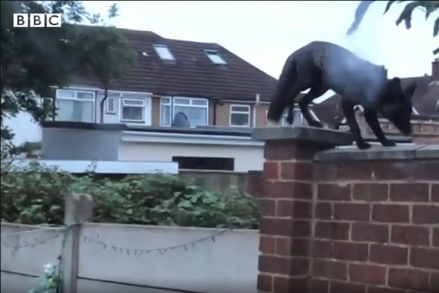 The black fox has been spotted several times in an Isleworth garden 