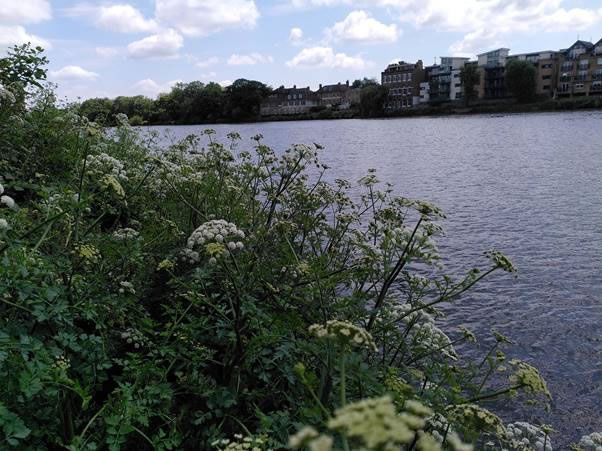 Dukes Meadows River View