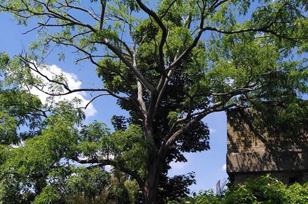 Overgrown tree