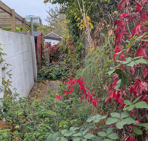 More out of control vegetation