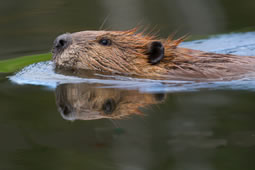 Local Beaver Makes Historic Move to Wales