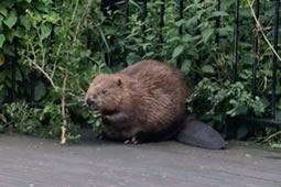 New Generation of Beavers at Paradise Fields