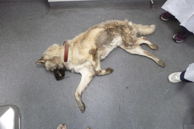 German Shepherd Max was found to have starved to death 