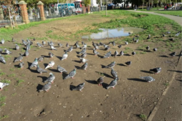 Pigeons make use of the site where the rain garden was meant to go 