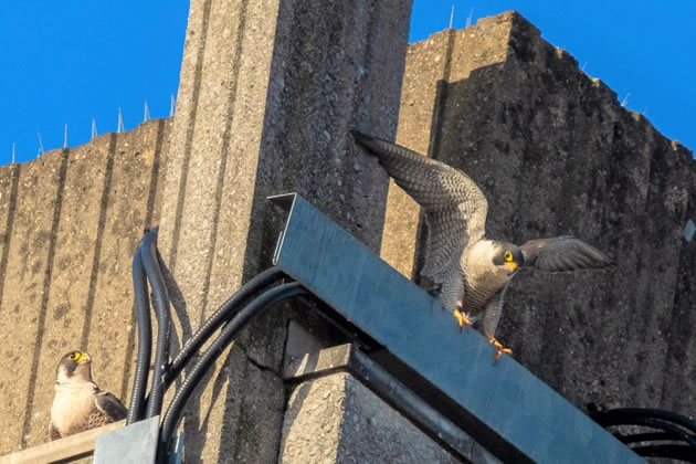 Peregrine Falcons Make Family Home on Ealing Hospital Roof 