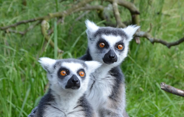 Be like the lemurs at Hanwell Zoo and stay alert