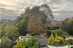 Swift Action Halts Felling of Landmark Tree in Lyncroft Gardens