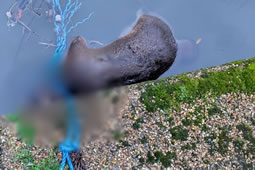 Fox Found at Greenford Quay with Noose Around Neck