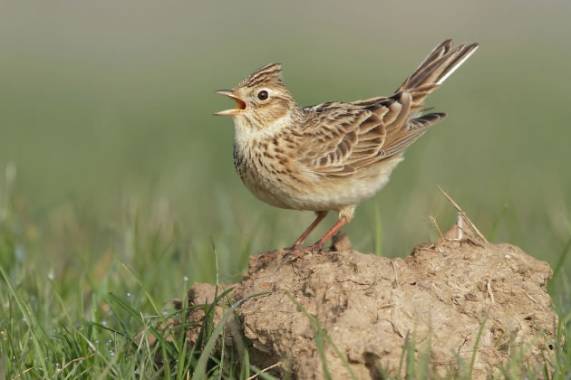 The endangered skylark that nests on Warren Farm