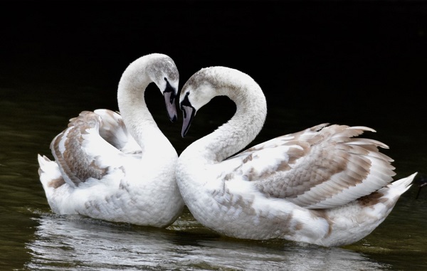 swans by Liz Jenner