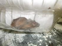 Image 2: Kaveri Express -  Live mouse in kitchen