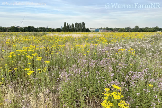 Warren Farm Meadow 