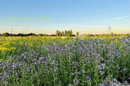 Campaigners Welcome Renewed Warren Farm Commitment