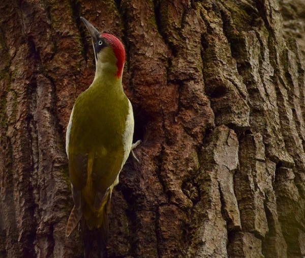 woodpecker - Liz Jenner