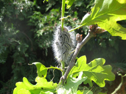 Oak Processionary Caterpillars