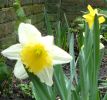 daffodils in march