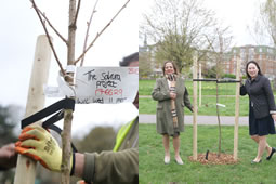 Sakura Cherry Trees Planted on Haven Green