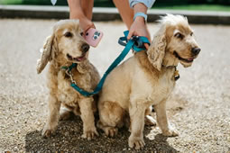 Gunnersbury Park Family Dog Show Cancelled
