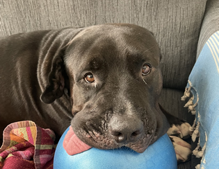 Bally is Always Ready to Play With his Housesitter