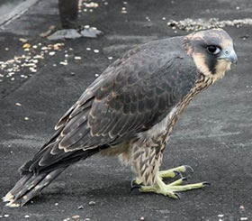 Peregrine falcon